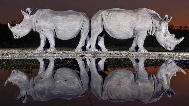 Two rhinos are perfectly reflected at a waterhole during the darkness of the night on the Zimanga Game Reserve in South Africa in the second decade of November 2024. (Photo by Gavin Bickerton-Jones/Solent News)
