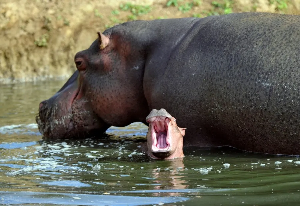 A Six-day-old Hippopotamus