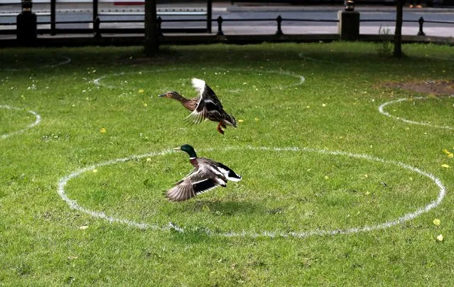Ducks and social distancing markings are seen in a park in Newcastle, following the outbreak of the coronavirus disease (COVID-19), Newcastle, Britain, June 11, 2020. (Photo by Lee Smith/Reuters)