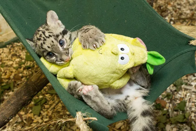 Nimbus, the 2 month old clouded leopard cub, who was hand reared at the home of curator Jamie Craig. Photographed sitting in her hammock at Cotswold Wildlife Park, Burford, Oxfordshire, UK on September 2014. (Photo by SWNS/ABACAPress)