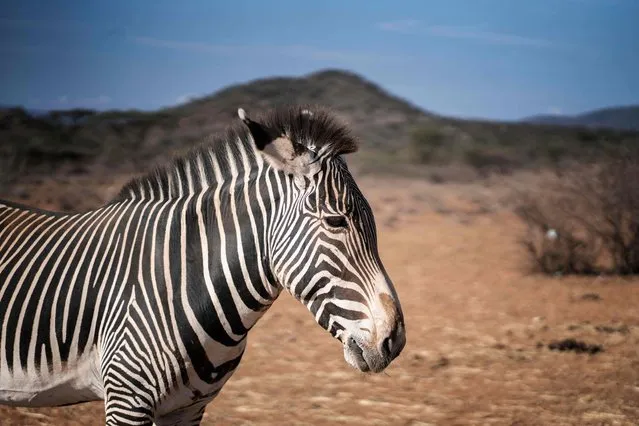 A Grevy's Zebra, the world’s rarest species that only exists in the northern part of Kenya, and Ethiopia, looks on, amid an on-going drought in Samburu National Reserve, Samburu county, on November 4, 2022. The intense drought in the region has brought a high number of casualties among the Grevy zebras as the local NGO Grevy’s Zebra Trust reports fifty-eight deaths out of a population of about 2800 in Kenya since June. (Photo by Fredrik Lerneryd/AFP Photo)