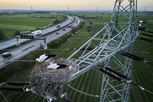 Storks sit in their nests on a power pole on the outskirts of Frankfurt, Germany, as a plane passes by on Wednesday, April 2, 2025. (Photo by Michael Probst/AP Photo)