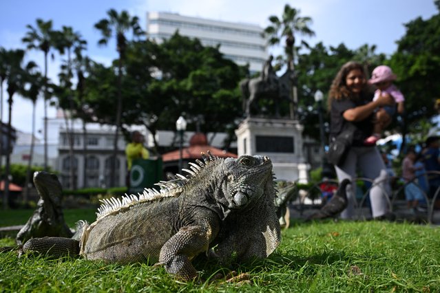An iguana is seen at the Seminario Park, also known as the “Iguana Park”, in Guayaquil, Ecuador on April 9, 2025. (Photo by Raúl Arboleda/AFP Photo)