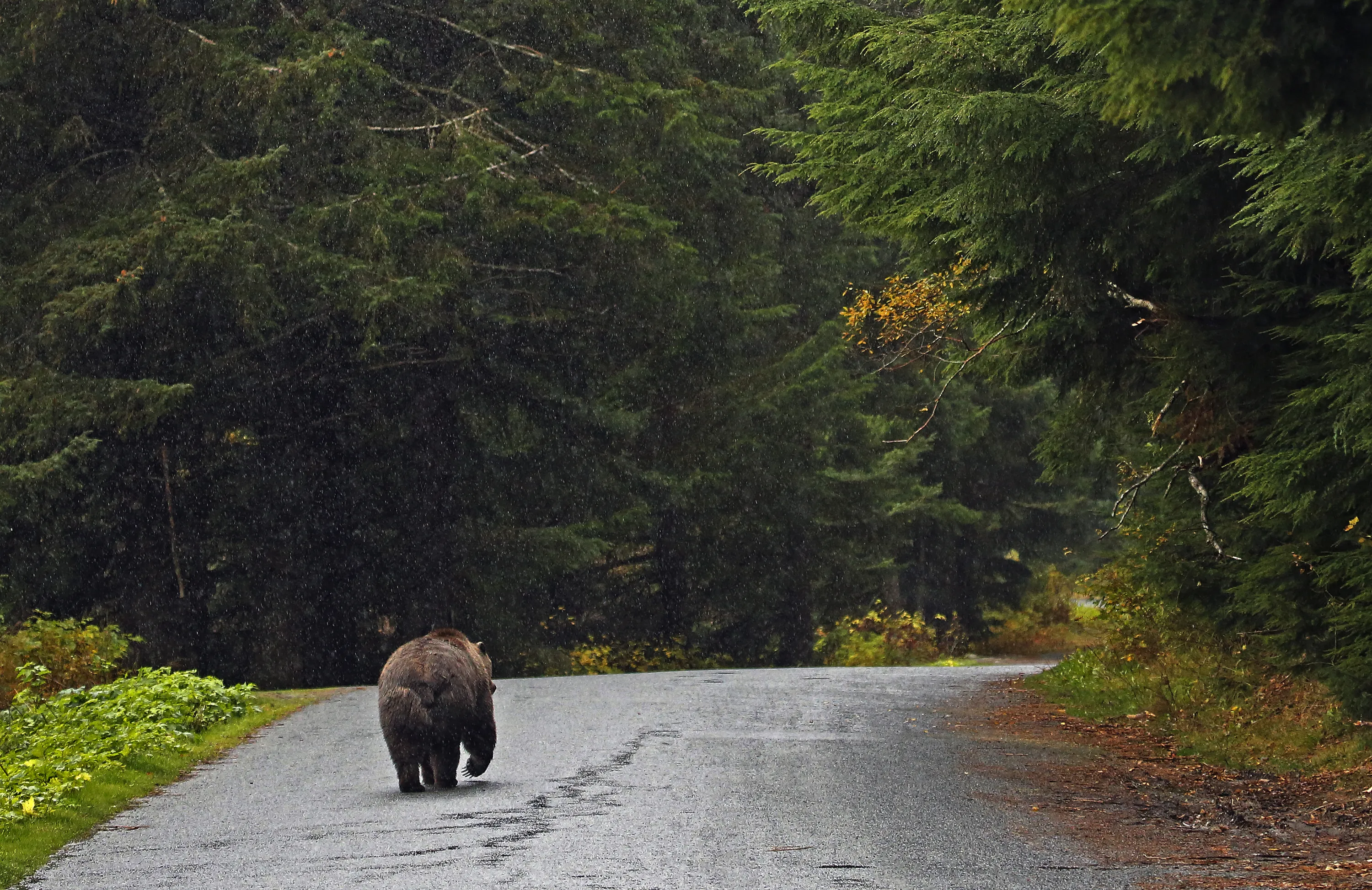 Замечать 00. Медведь в лесу. Медведь у дороги. Бурый медведь на дороге. Медведь вдалеке в лесу.