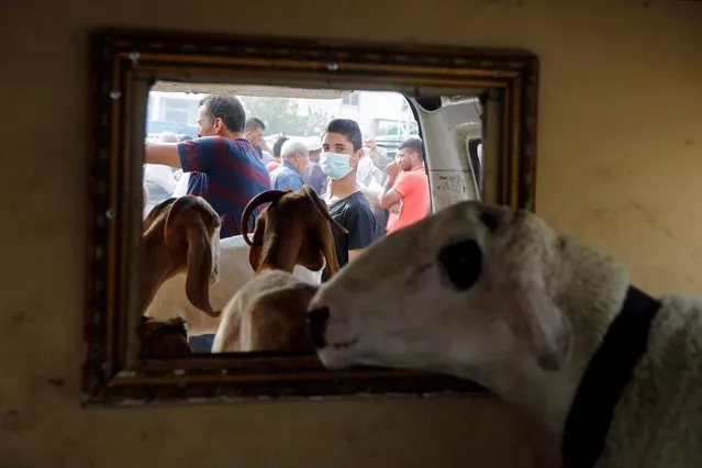 A boy wears a mask as sheep and goats are seen in a truck at a livestock market ahead of the Muslim festival of sacrifice Eid al-Adha, amid the coronavirus crisis in Nablus in the Israeli-occupied West Bank on July 27, 2020. (Photo by Raneen Sawafta/Reuters)