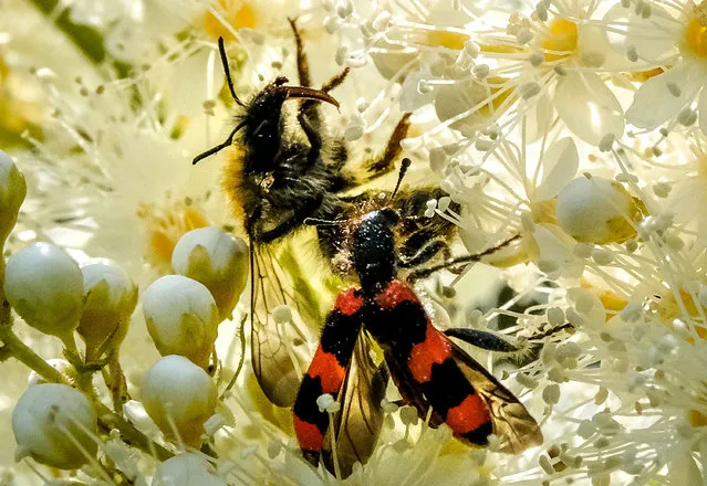 A bee (L) and Cleridae (Trichodes apiarius) draw nectar from the flowers of a Sorbaria sorbifolia bush in a garden outside Moscow on June 26, 2020. (Photo by Yuri Kadobnov/AFP Photo)