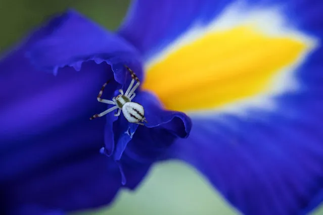 A goldenrod crab spider (Misumena vatia) walks on a blue flower in Saint-Philbert-sur-Risle, northern France on May 21, 2020. (Photo by Joel Saget/AFP Photo)