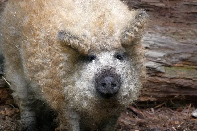 Mangalitsa The Hairy Pig