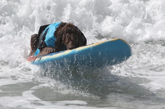 A dog surfs a wave during the Unleashed Surf City Surf Dog competition in Huntington Beach, California, USA, 25 September 2016. The dogs compete in contest categories ranging from small to extra large, to two dogs on a board, as well as owner and dog. (Photo by Michael Nelson/EPA)