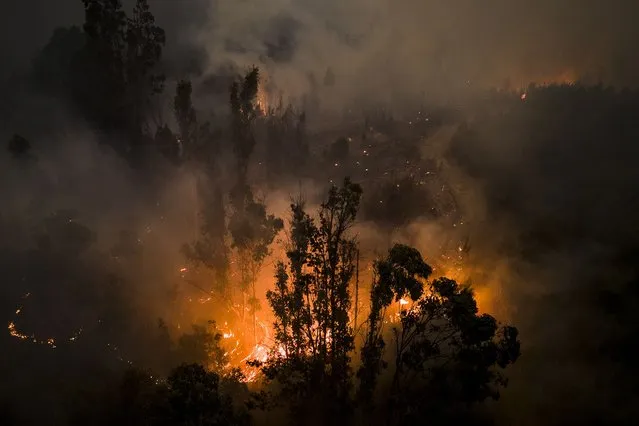 Trees burn as flames and smoke engulf an area near Puren, Chile, Saturday, February 4, 2023. Wildfires are spreading in southern and central Chile, triggering evacuations and the declaration of a state of emergency in some regions. (Photo by Matias Delacroix/AP Photo)