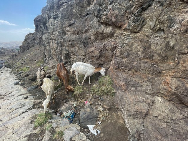 Livestock graze on the side of a road amid a lack of rainfall this year, in a mountainous village near Sanaa, Yemen, on June 30, 2025. (Photo by Khaled Abdullah/Reuters)