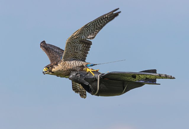 A peregrine falcon catches a drone at the 2025 British Falcon Races, held at Vowley Farm in Wiltshire on September 23, 2025. Peregrines and gyrfalcons compete to catch “roprey”, or robotic prey, shaped like a houbara bustard and controlled by a pilot. (Photo by Simon Reynolds/Solent News & Photo Agency)