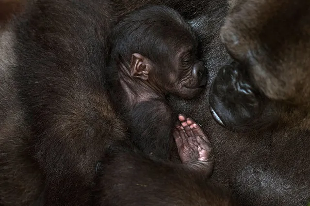 A gorilla called Buu holds its newborn baby gorilla at their enclosure at Bioparc in Fuengirola on November 13, 2020. (Photo by Jorge Guerrero/AFP Photo)