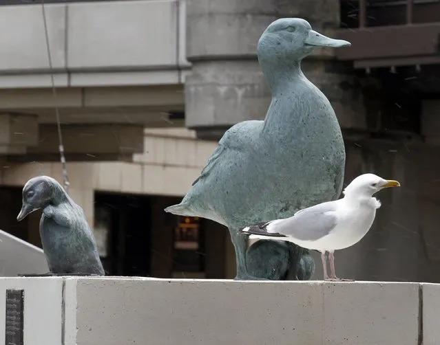 A seagull stands near a memorial of “Gertie the Duck” on the Wisconsin Ave. bridge, Friday, April 19, 2013. (Photo by Mike De Sisti)