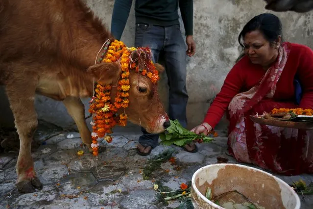 A devotee offers prayers to a cow during a religious ceremony in Kathmandu, Nepal November 11, 2015. (Photo by Navesh Chitrakar/Reuters)