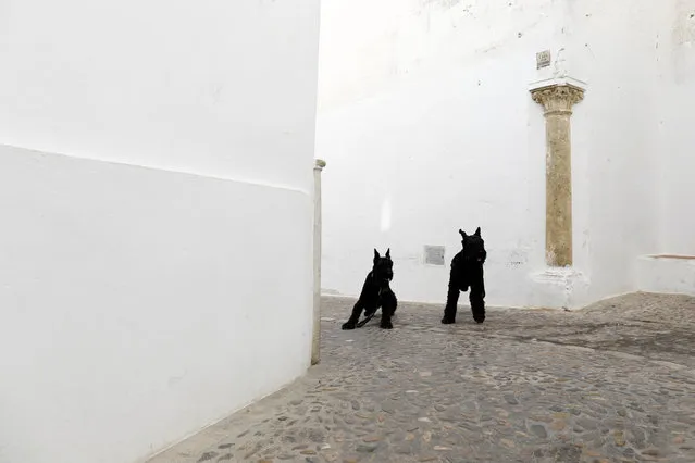 Dogs are seen on a street in the white village of Arcos de la Frontera, southern Spain September 11, 2016. (Photo by Marcelo del Pozo/Reuters)