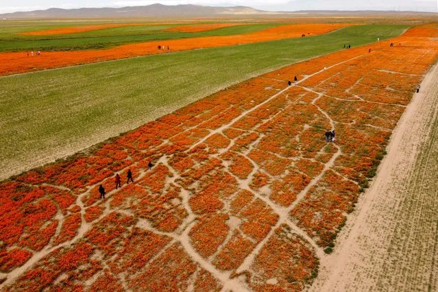 Visitors walk amid poppies blooming in a field of the Antelope Valley, near Lancaster, California, USA, 13 April 2023. Following heavy rains during the winter, poppies bloom in fields around Los Angeles. (Photo by Etienne Laurent/EPA)