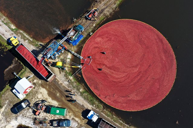 Workers harvest cranberries at Pine Island Farm during the annual cranberry harvest, where they wade through flooded bogs to collect bright red berries as the town celebrates the Cranberry Harvest Festival with tours, local food, and traditions, in Chatsworth, United States, on October 19, 2025. (Photo by Lokman Vural Elibol/Anadolu via Getty Images)