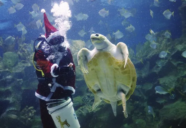 A diver dressed as Father Christmas with a Santa hat feeds a turtle at an aquarium in Kuala Lumpur, Malaysia, December 7, 2015. (Photo by Olivia Harris/Reuters)
