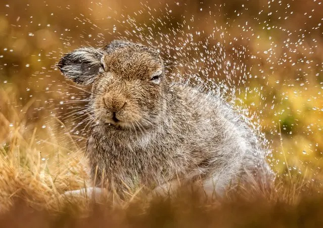 A sodden hare sends water droplets into the air as it shakes itself dry after a downpour in the Scottish Highlands in the first decade of June 2023. (Photo by Karen Miller/Solent News)