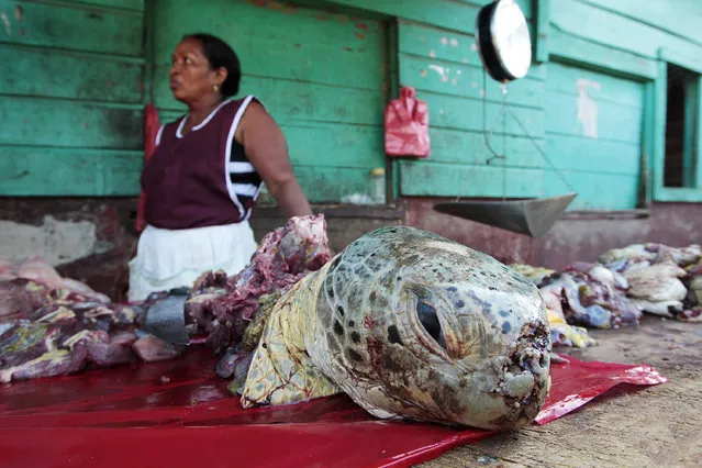 An indigenous Miskito woman sells turtle meat at a town market in Puerto Cabezas, along Nicaragua's Caribbean coast August 25, 2010. Around five hundred turtles are sold for food per month in the port. The going rate for turtle meat is approximately $1.10 per pound. (Photo by Oswaldo Rivas/Reuters)