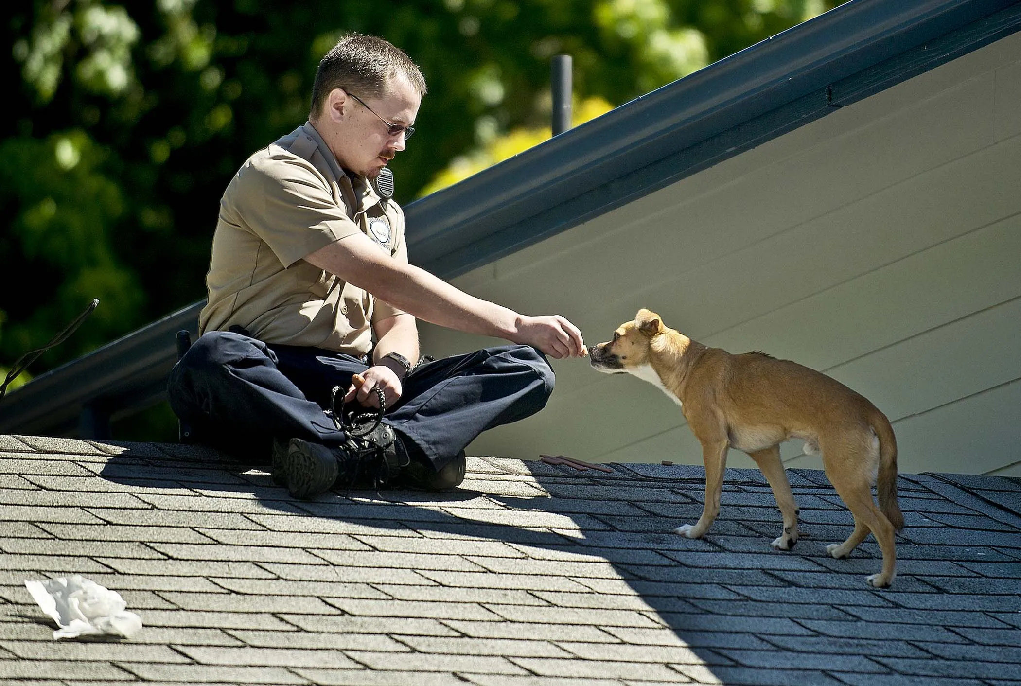 Мальчик подошел к собаке. Уличные собаки. Человек и собака на крыше. Собачка на крыше. Фотосессия с собакой на крыше.