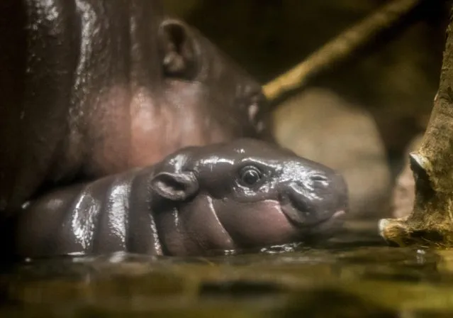 Mabel, a 2-month-old pygmy hippopotamus calf, appears with her mother, Chomel, at the Henry Doorly Zoo in Omaha, Neb., Tuesday, December 22, 2015. Pygmy hippos are native to western Africa swamps and rain forests. The International Union for Conservation of Nature lists the species as endangered. (Photo by Nati Harnik/AP Photo)