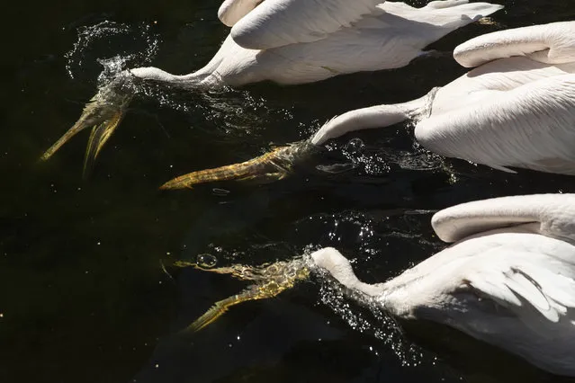 Pelicans feed in unison in St James's Park on September 13, 2018 in London, England. (Photo by Dan Kitwood/Getty Images)