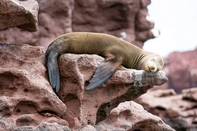 The image shows the tired sea lion smiling while he dreams off the coast of La Paz, Mexico in Baja California in the second decade of August 2023. (Photo by Josh Blank/Media Drum Images)