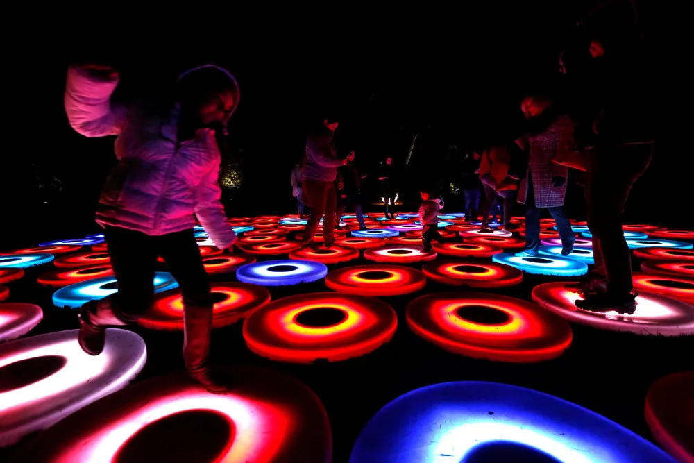 “Forest of Light”