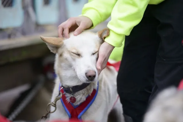 A sled dog enjoys a scratch on the head before the 2015 ceremonial start of the Iditarod Trail Sled Dog race in downtown Anchorage, Alaska March 7, 2015. The timed portion of the race, which typically lasts nine days or longer, begins on Monday in Fairbanks, about 300 miles (482 km) away. Traditionally held in Willow, the timed start was moved to Fairbanks this year to accommodate an alternate trail selected after race officials deemed sections of the traditional path unsafe.    REUTERS/Mark Meyer  (UNITED STATES - Tags: SPORT ANIMALS SOCIETY)