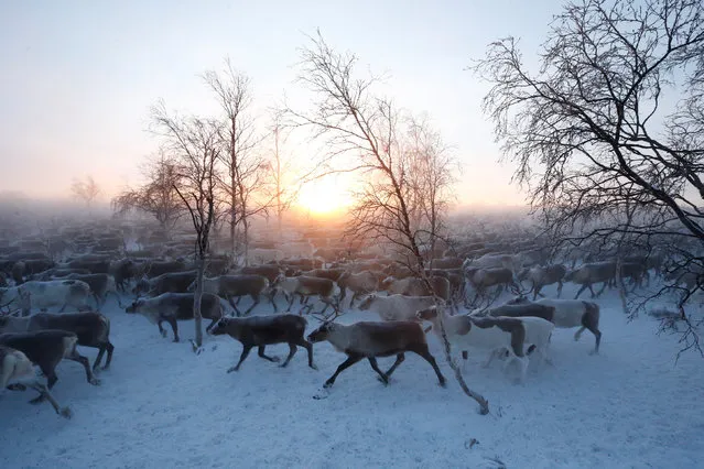 A herd of reindeers is seen inside an enclosure as herders select and sort them in the settlement of Krasnoye in Nenets Autonomous District, Russia, November 28, 2016. (Photo by Sergei Karpukhin/Reuters)