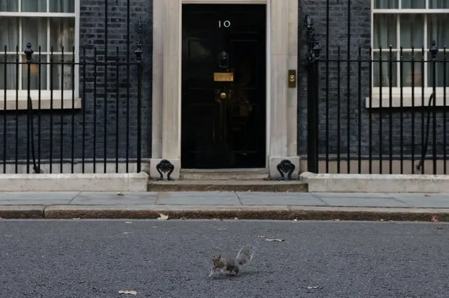 A squirrel runs outside the Prime Minister’s official residence, 10 Downing Street, in central London, Britain on September 25, 2023. (Photo by Hollie Adams/Reuters)