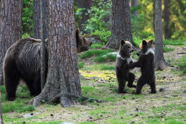 A family of baby brown bears appear to be dancing to Ring a Ring o' Roses as their mother relaxes behind a tree nearby. (Photo by Valtteri Mulkahainen/Solent News & Photo Agency)