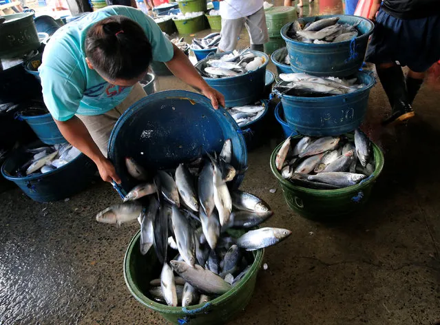 A vendor throws a bucket of fish to be sold onto a pail at a local wet market in Navotas fish port, metro Manila, Philippines December 30, 2016. (Photo by Romeo Ranoco/Reuters)