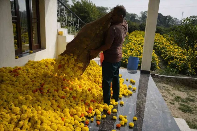 A man collects marigold flowers, to be used for rituals and decorations, ahead of Diwali Festival on the outskirts of Jammu, India, Thursday, November 9, 2023. Hindus light lamps, wear new clothes, exchange sweets and gifts and pray to goddess Lakshmi during the festival of lights, that will be celebrated on Nov. 12. (Photo by Channi Anand/AP Photo)