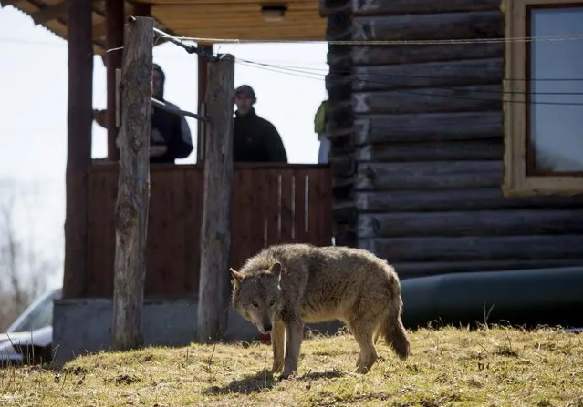 Visitors look at a tamed wolf at a tourist homestead in the village of Sosnovy Bor, northeast from Minsk April 9, 2015. (Photo by Vasily Fedosenko/Reuters)