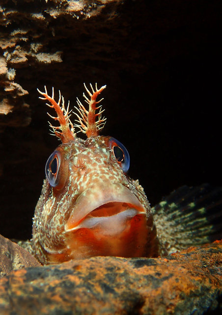 British waters compact category runner-up. Tompot looking out by Trevor Rees (UK). Location: Trefor Pier, north Wales. “This tompot blenny was hiding in a hole among the legs of a sea pier. Some of these fish are quite shy while others are rather inquisitive ... This one was happy to pose for as long as I needed ... I made sure I had both the fish’s eyes facing forward and that the head tentacles were isolated against a black background ... I opted for an off-centre composition with quite a lot of negative space to perhaps give a slightly different feel to my take on this fish”. (Photo by Trevor Rees/Underwater Photographer of the Year 2016)