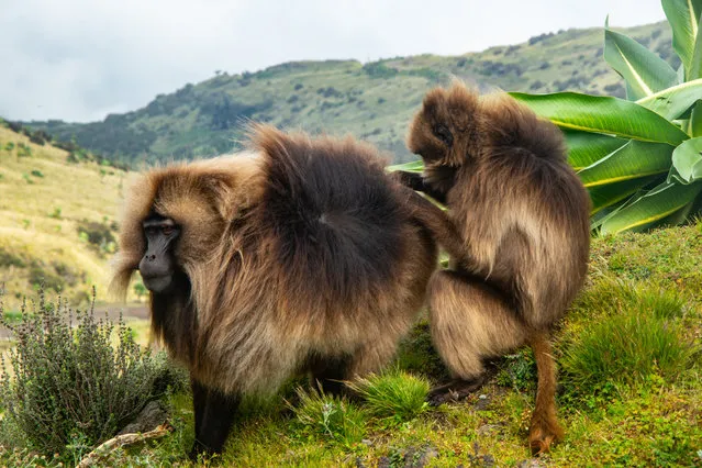 Gelada baboons in the Simien Mountains in northern Ethiopia, one of the oldest natural Unesco world heritage sites. The species is endemic to Ethiopia. (Photo by Henning Neuhaus)