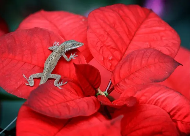 While much of the U.S. sustains another round of winter weather, a brown anole, a species of lizard, finds a blooming poinsettia the perfect perch to catch some afternoon rays of sunshine in a Maitland, Fla., neighborhood, Monday, January 8, 2024. After a cold front brings storms to Central Florida on Tuesday, rain returns to the forecast on Friday with temperatures near 80 predicted. (Photo by Joe Burbank/Orlando Sentinel via AP Photo)