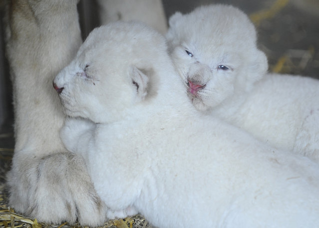 New born white lion cubs are pictured with their mother at the zoological park of the eastern French city of Amneville on April 17, 2015. (Photo by Jean-Christophe Verhaegen/AFP Photo)
