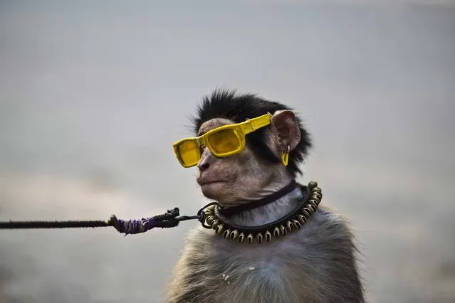 An eight-month-old trained monkey sits on a can next to its owner, holding the leash, as they wait for customers to perform in a park in Islamabad, Pakistan, on January 31, 2014. (Photo by Muhammed Muheisen/Associated Press)