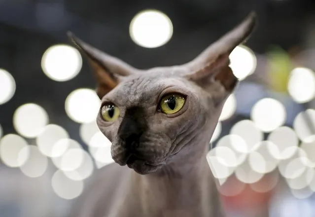 A Sphynx cat looks on during the Catsburg 2016 International cat show in Moscow, Russia, March 6, 2016. (Photo by Sergei Karpukhin/Reuters)