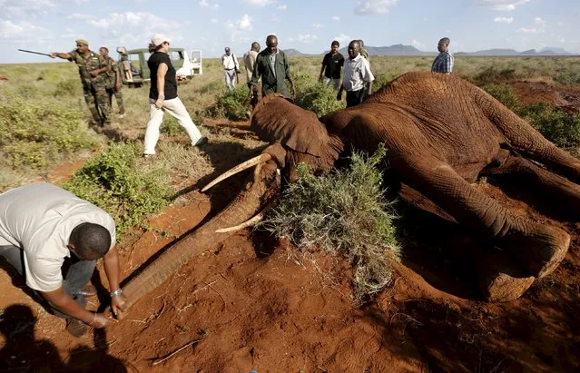 Kenya Wildlife Service and Save The Elephants staff stand next to an elephant as they undertake the collaring of ten elephants ranging near the Standard Gauge Railway to fit them with advanced satellite radio tracking collars in Tsavo National Park, Kenya March 15, 2016. (Photo by Goran Tomasevic/Reuters)