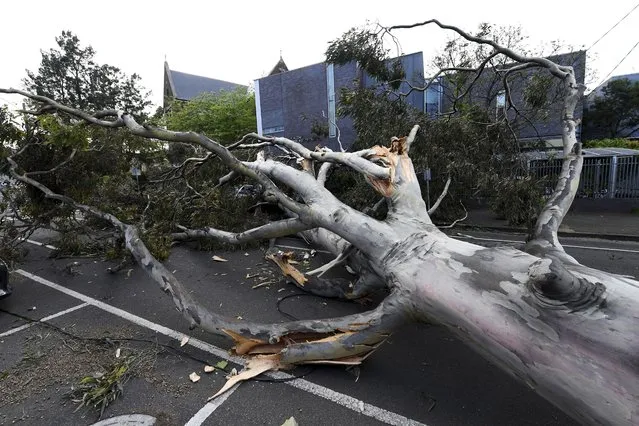A fallen tree lays in a street in Melbourne, Australia, Friday, October 29, 2021, following a storm. Wild storms and damaging winds have wreaked a trail of destruction across Victoria state and left an estimated 500,000 people without power. (Photo by James Ross/AAP Image via AP Photo)