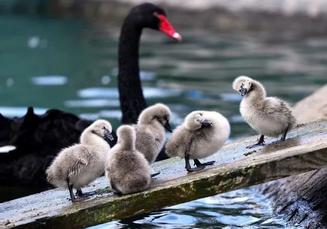 A black swan is seen taking care of cygnets at Kugulu Park, one of the symbolic places of the capital Ankara, Turkiye on March 08, 2024. Five black swan cygnets born in the park draw attention of visitors. (Photo by Ercin Erturk/Anadolu via Getty Images)