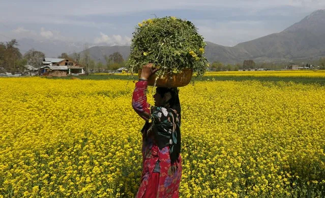 A woman carries fodder for her cattle through a mustard field on the outskirts of Srinagar March 29, 2016. (Photo by Danish Ismail/Reuters)