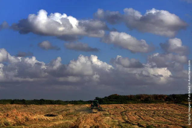 A farmer turns hay in a field outside the town of Hod Hasharon, central Israel