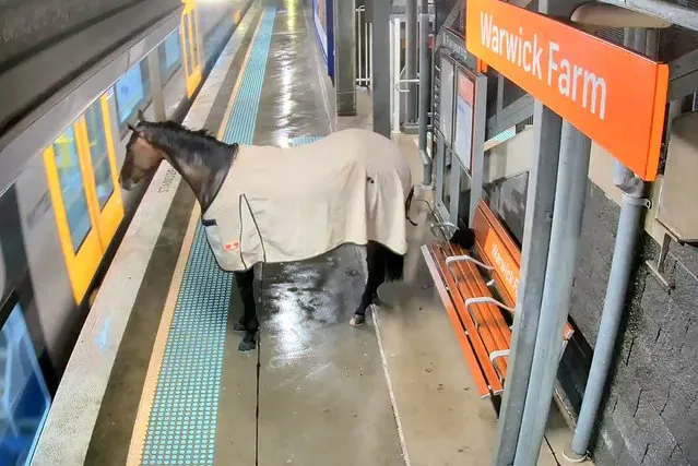 This frame grab taken from video footage provided by Transport of NSW on April 11, 2024 shows security footage of a rogue racehorse at a train station in outer Sydney. Commuters at a suburban Australian railway station on April 5 were waiting for a late-night train to take them home. Instead, a horse arrived. (Photo by Handout/Transport of NSW/AFP Photo)