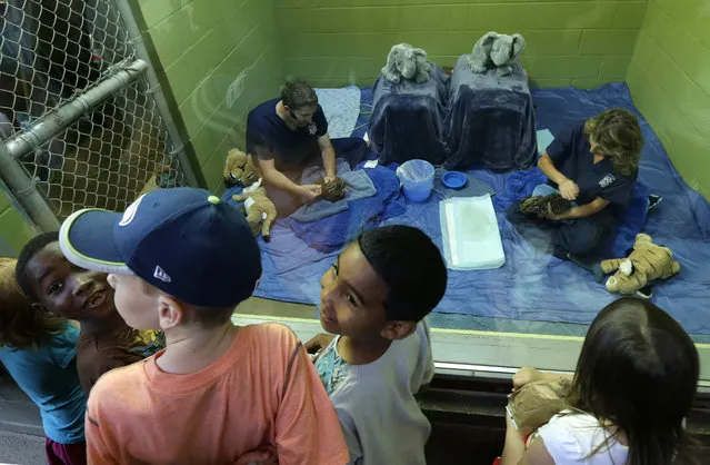 Children smile as staff biologists feed and care for two of the four clouded leopard cubs currently at the Point Defiance Zoo & Aquarium, Friday, June 5, 2015 in Tacoma, Wash. The quadruplets were born on May 12, 2015 and now weigh about 1.7 lbs. each. Friday was their first official day on display for public viewing, usually during their every-four-hours bottle-feeding sessions, which were started after the cubs' mother did not show enough interest in continuing to nurse them. (AP Photo/Ted S. Warren)